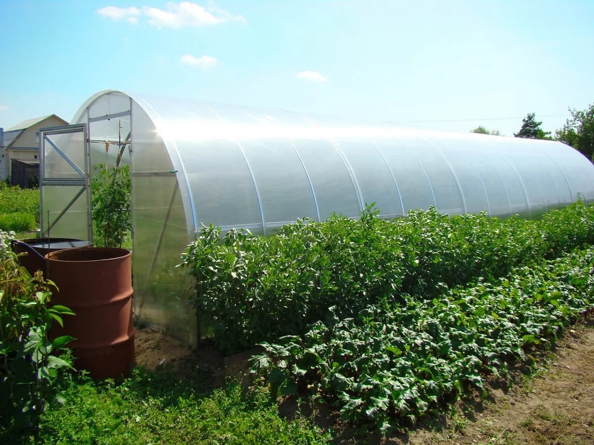 Как выбрать теплицу или парник?